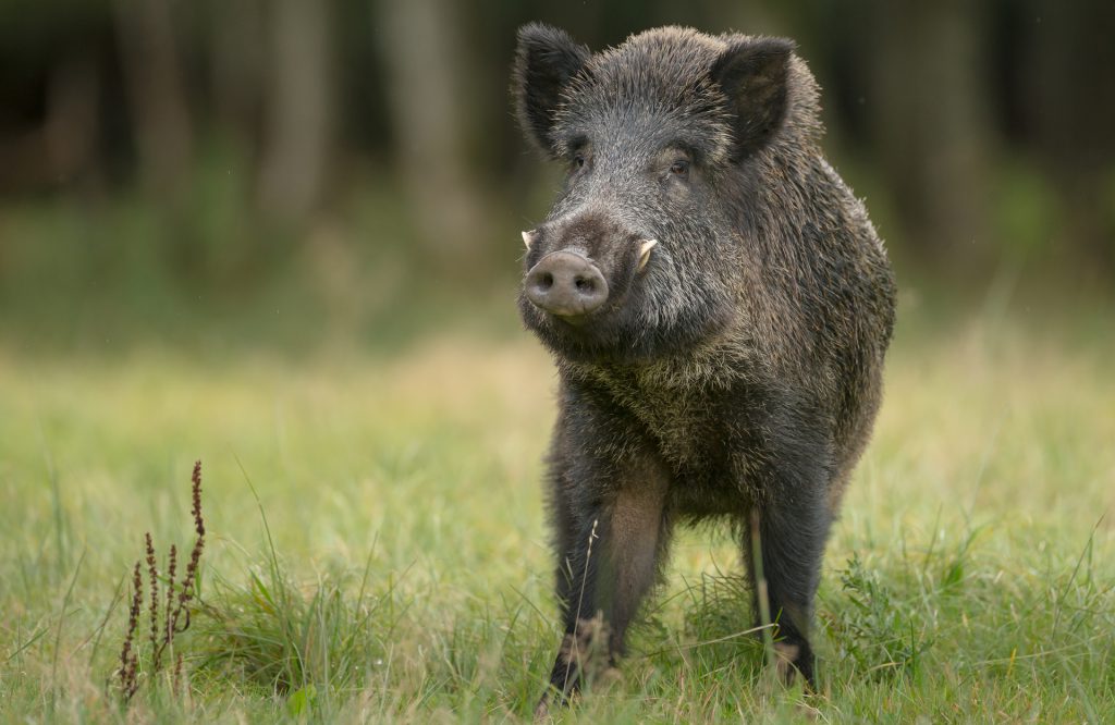 Peste Suína Africana (artigo): A imagem mostra um Javali selvagem