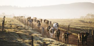 agrupamento nutricional: imagem com vacas vindo andando