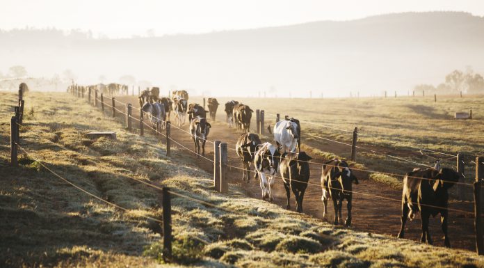 agrupamento nutricional: imagem com vacas vindo andando