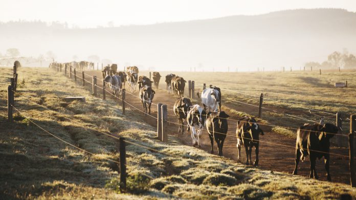 agrupamento nutricional: imagem com vacas vindo andando