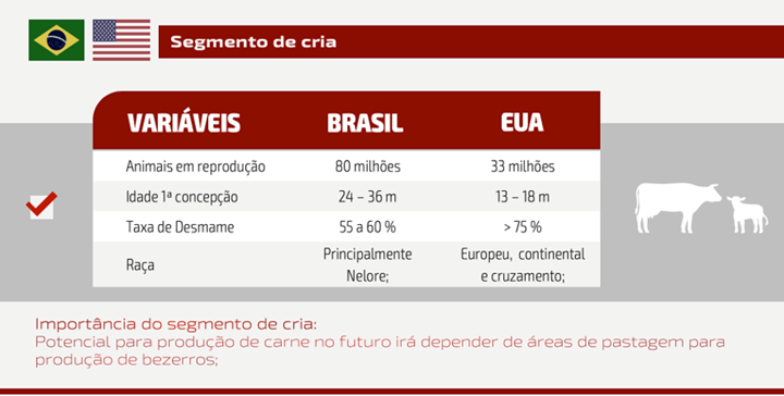 gráfico segmento de cria - artigo sobre carne bovina