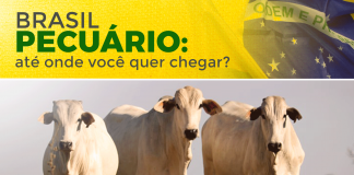 artigo sobre Brasil Pecuário, aonde você quer chegar? Fala especificamente sobre a carne bovina