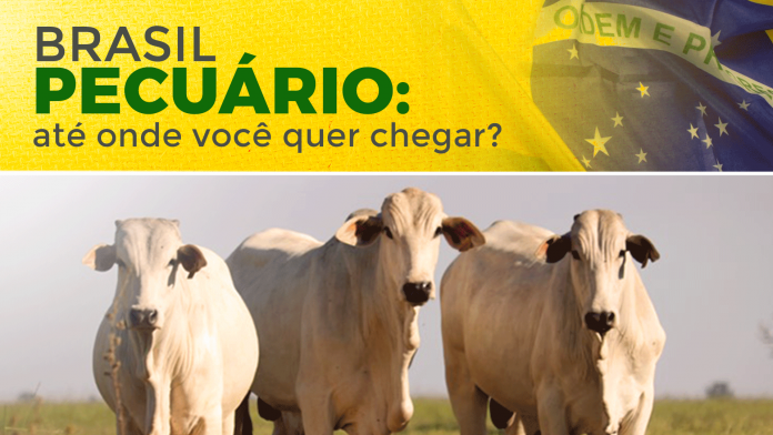 fvgn fgnfgnfgb artigo sobre Brasil Pecuário, aonde você quer chegar? Fala especificamente sobre a carne bovina