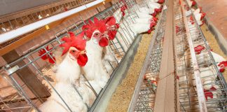 A imagem mostra galinhas em frente a seu recipiente para ração. Esta imagem pertence ao artigo com tema central sobre a granulometria da ração