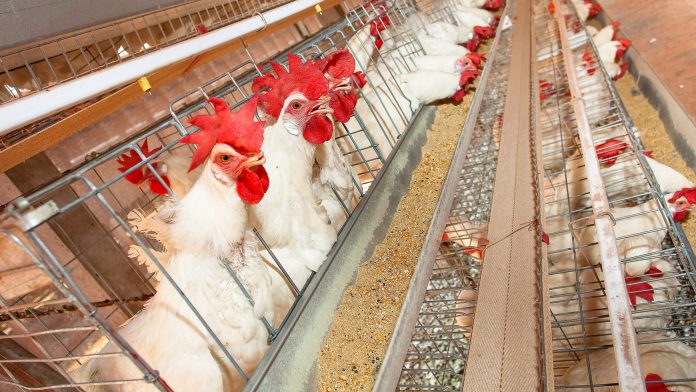 A imagem mostra galinhas em frente a seu recipiente para ração. Esta imagem pertence ao artigo com tema central sobre a granulometria da ração