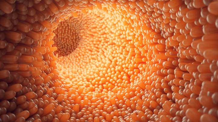 Imagem pertencente ao artigo que fala sobre prebióticos