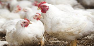 imagem pertencente ao artigo sobre o uso de prebióticos