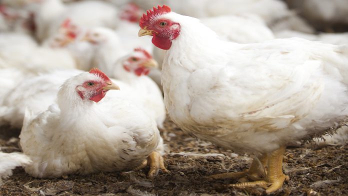 imagem pertencente ao artigo sobre o uso de prebióticos