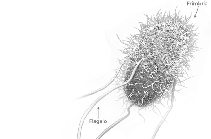 Imagem pertencente ao artigo que fala sobre prebióticos