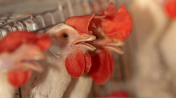 estresse termico em poedeiras 