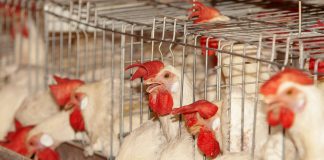 estresse termico em poedeiras