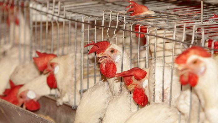 estresse termico em poedeiras