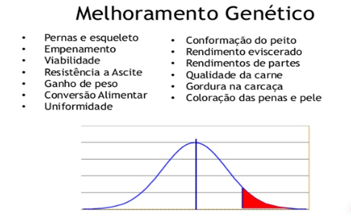 produção de frangos de corte