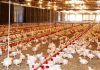 produção de frangos de corte