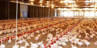 produção de frangos de corte