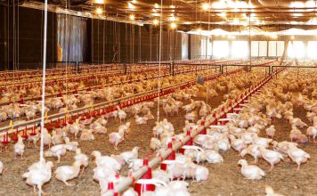 Tecnologia na produção de frangos de corte produção de frangos de corte