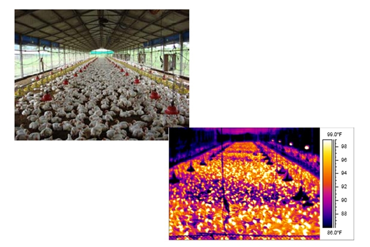 produção de frangos de corte