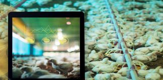 Imagem mostrando alguns pintinhos na industria avícola e um tablet, o que remete a tecnologia