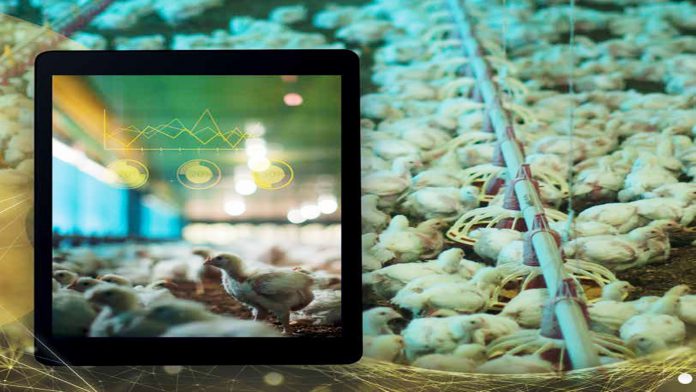 Imagem mostrando alguns pintinhos na industria avícola e um tablet, o que remete a tecnologia
