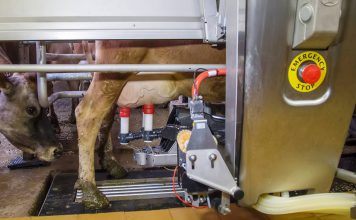 Novas tecnologias na produção de leite: ordenha robotizada Ordenha robotizada