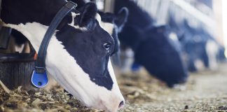 vacas comendo silagem