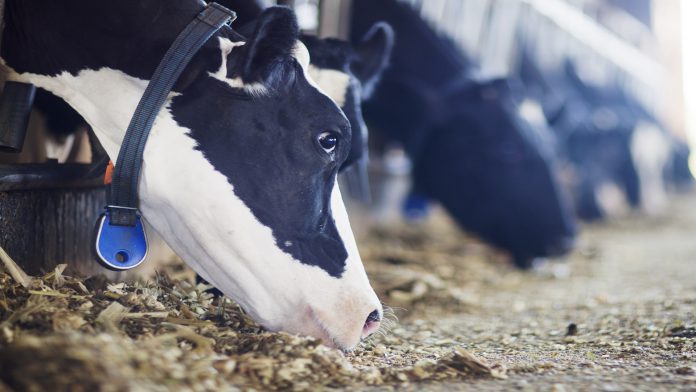 vacas comendo silagem