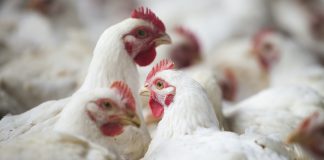 imagem em destaque do artigo com tema influenza aviária