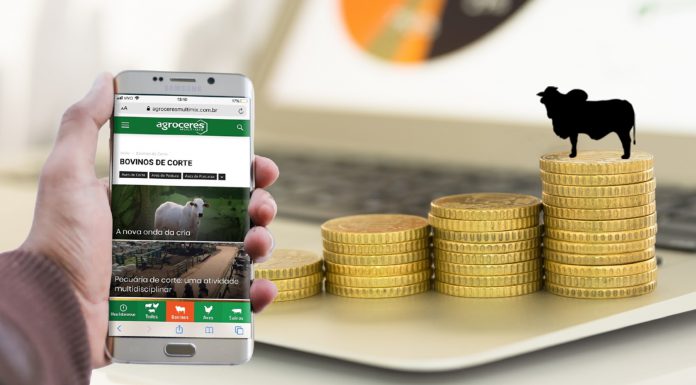 Gestão Enfoco: O que preciso saber antes de investir em pecuária de corte?
