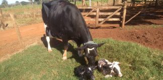 imagem destaque do artigo sobre a importância do período de transição