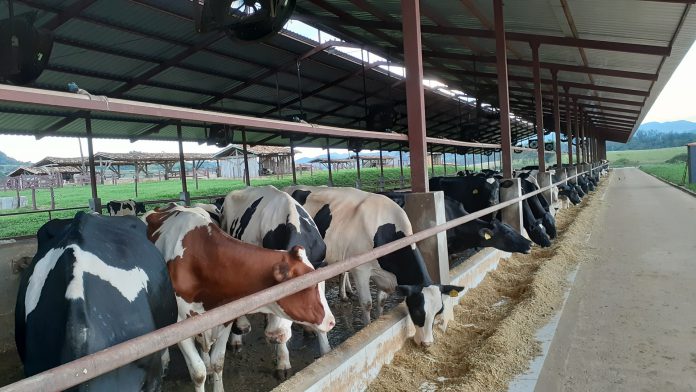 Milkpoint silagem de milho