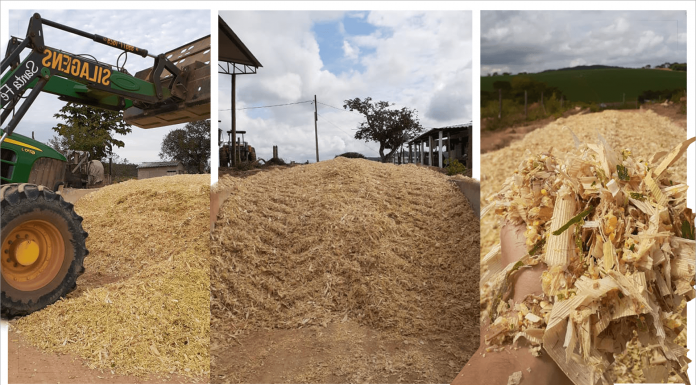 Snaplage: a silagem de espiga de milho foto destaque do artigo sobre snaplage