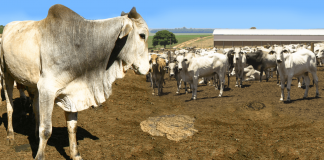 imagem destaque do artigo sobre escore de fezes