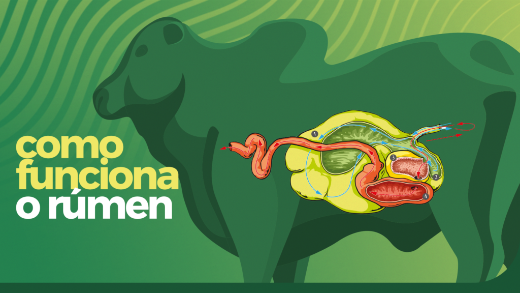 Como funciona o rúmen Blog da Agroceres Multimix