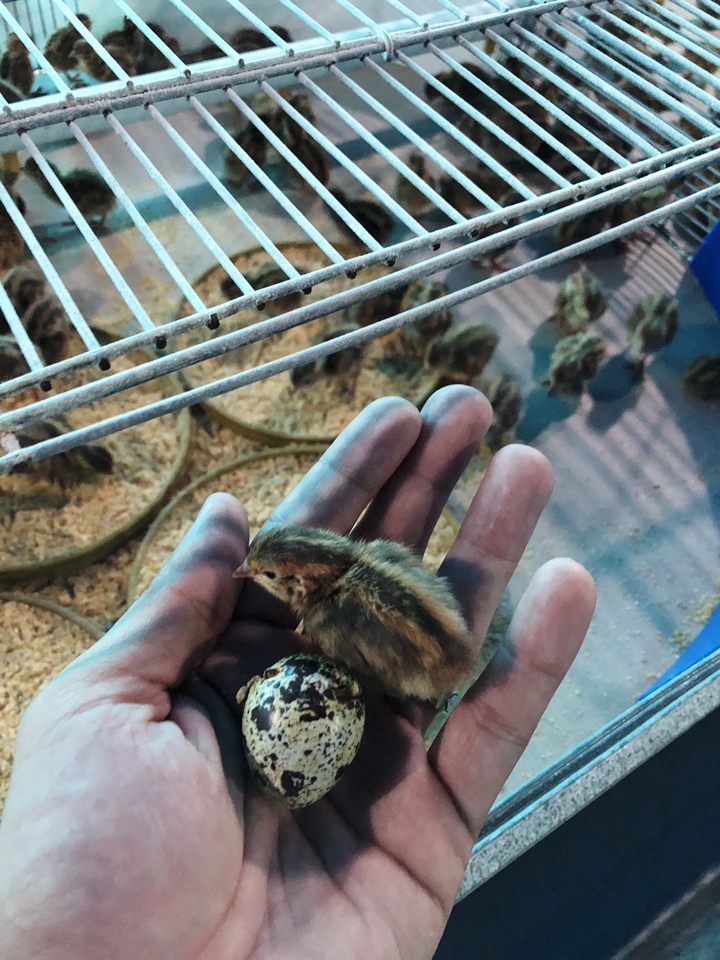 pintinho de codorna sendo segurado por uma mão