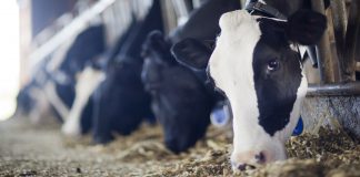 imagem em destaque do artigo sobre dietas catiônicas