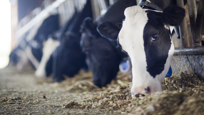 imagem em destaque do artigo sobre dietas catiônicas