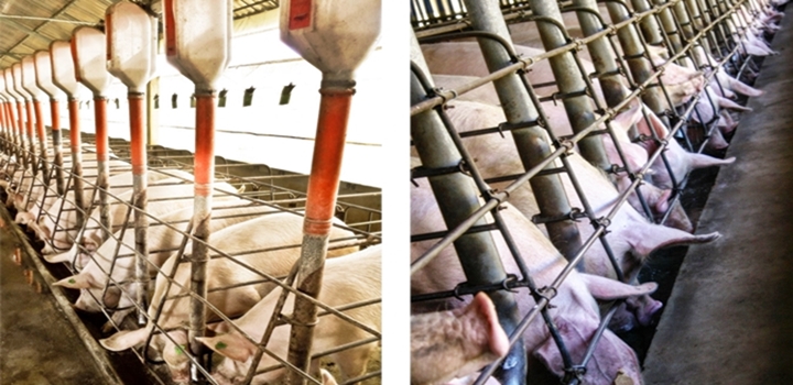 suínos em alojamento coletivo