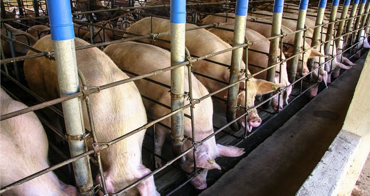 suinos em um alojamento coletivo