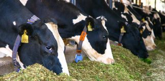 vacas se alimentando de matéria seca