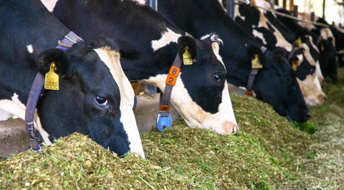 A importância do monitoramento constante da matéria seca vacas se alimentando de matéria seca