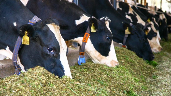 Foto Agblog - artigo Matéria seca vacas se alimentando de matéria seca