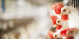 imagem que mostra galinhas dentro de uma granja - imagem pertencente ao artigo sobre compostagem