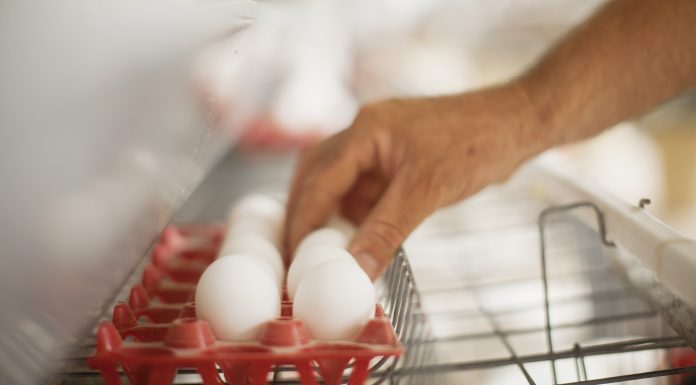 Casca do ovo: Aspectos gerais