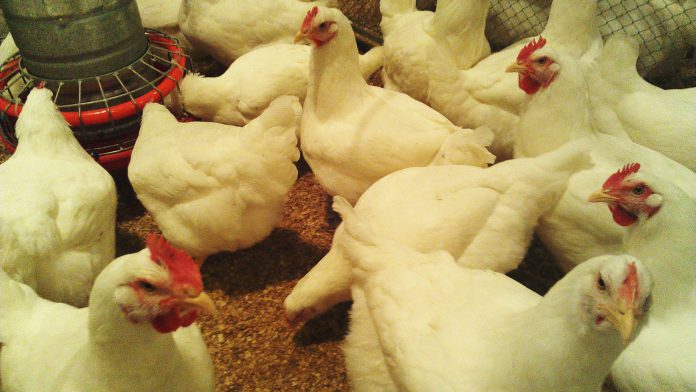 Capa do artigo com tema sobre vitaminas lipossolúveis