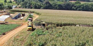 Foto de capa do artigo sobre a composição mineral da silagem de milho