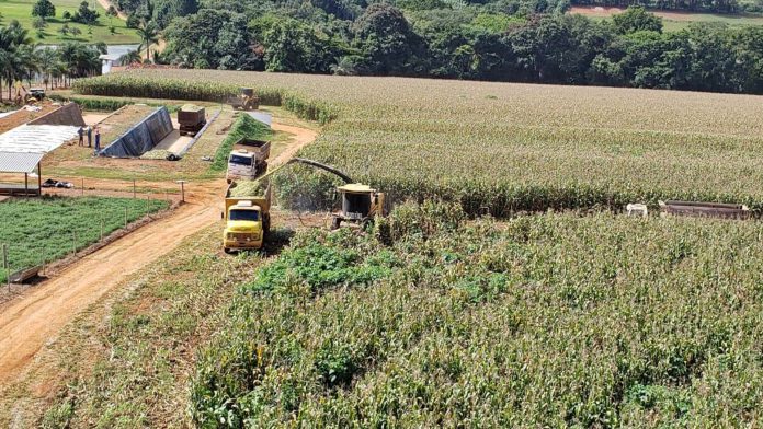 Ensilagem Erika (1) Foto de capa do artigo sobre a composição mineral da silagem de milho