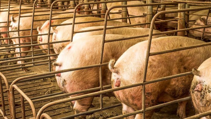 Capa do artigo sobre prolapso uterino em suínas