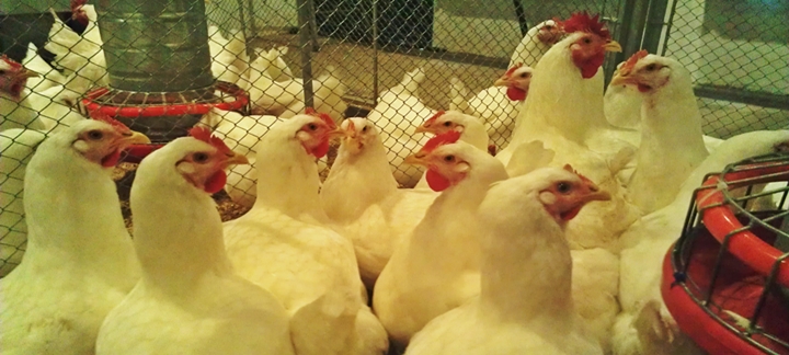 Imagem pertencente ao artigo com tema de vitaminas lipossolúveis, mostrando varias galinhas dentro de um local