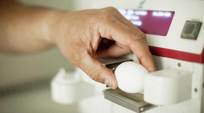 Casca do ovo: Fatores prejudiciais à formação da casca