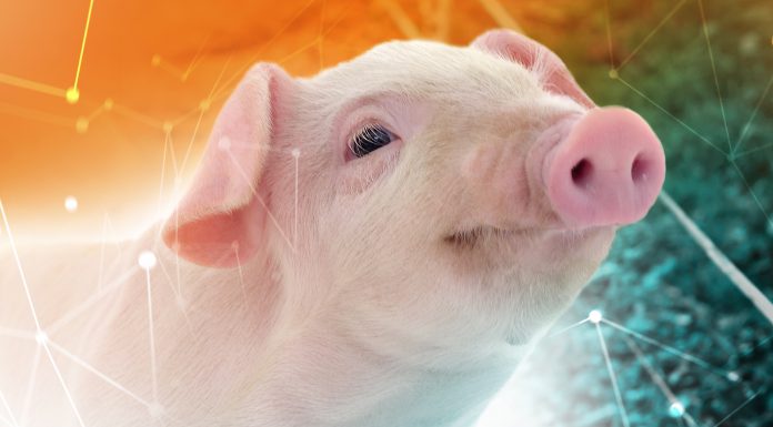 e-Book: Efeitos da temperatura sobre o desempenho dos suínos em diferentes fases de criação